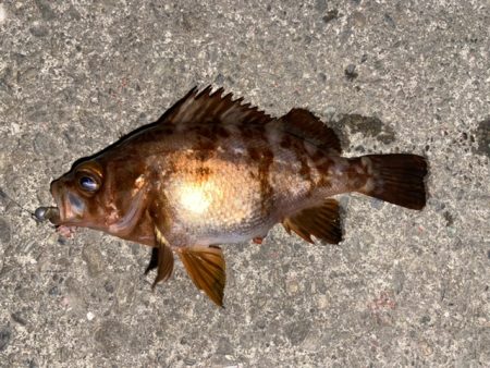 サビキとライトゲームで五目