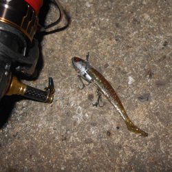 VJ-22ヘッド＋CA-02 アルカリシャッドの組み合わせでヒット。