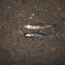 ベイトはイワシ。