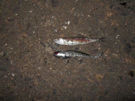 ベイトはイワシ。