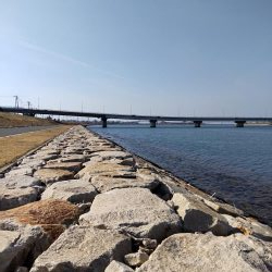 フラットフィッシュゲームNo.8