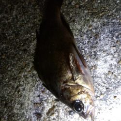 先週末に引き続き