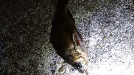 先週末に引き続き