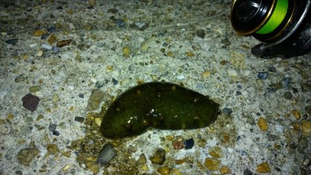 冬の根魚調査15