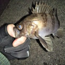 久しぶりのメバリング