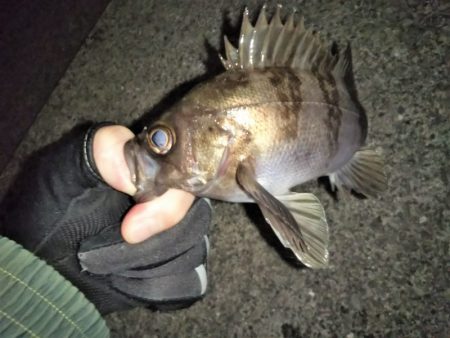 久しぶりのメバリング