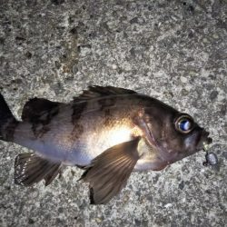 トゥィッチに好反応