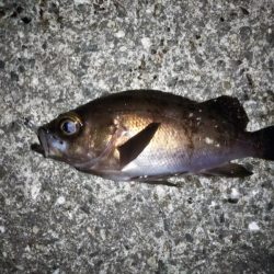 フロートリグのメバリング