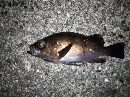 フロートリグのメバリング