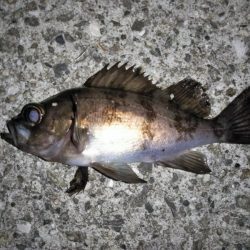 フロートリグでメバリング