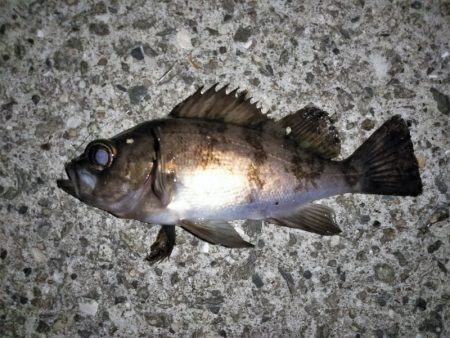 フロートリグでメバリング