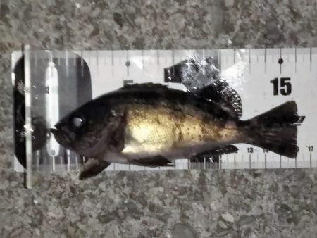 フロートリグ強し