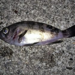 トップウォーターでメバル