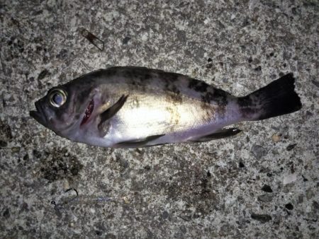 トップウォーターでメバル