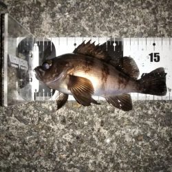 トップでメバルⅡ