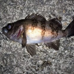 フロートリグでメバリング