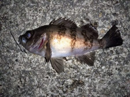 フロートリグでメバリング