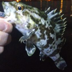 タケノコ1  ガシラ7