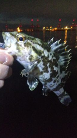 タケノコ1  ガシラ7