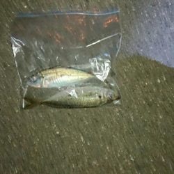 爆風の後貴重なアジ