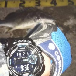 ぶらシーバス!!