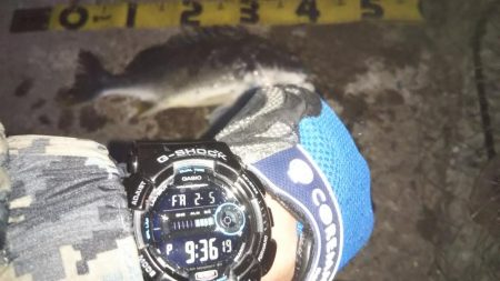 ぶらシーバス!!