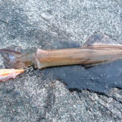 ヤリイカポツポツ