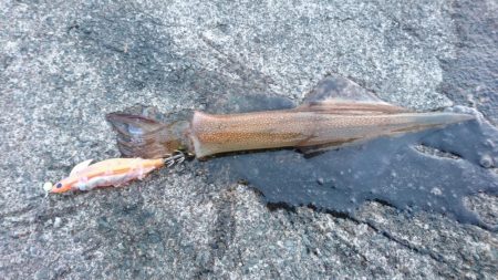 ヤリイカポツポツ