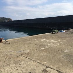 アジ50匹、アイゴ、スズメダイ、サバ