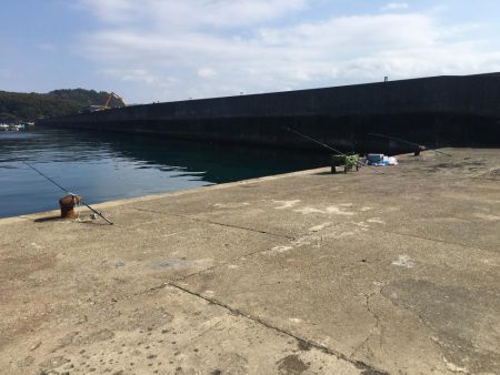 アジ50匹、アイゴ、スズメダイ、サバ