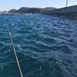 アジ10匹、アイゴ1匹