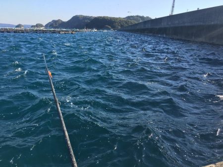 アジ10匹、アイゴ1匹