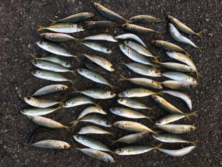 アジ53匹、ボラ60㎝1匹