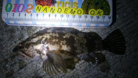 釣りデビュー 66日目