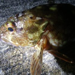 釣りデビュー 67日目