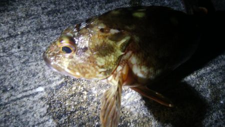 釣りデビュー 67日目