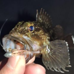 夜のメバリング、ガシリング！