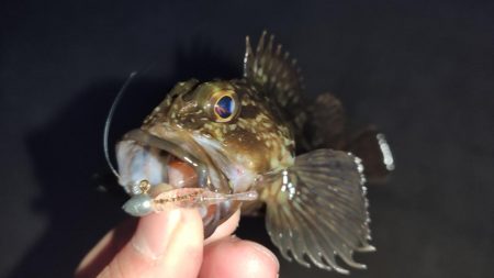 夜のメバリング、ガシリング！