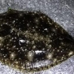 夜にまさかのヒラメ！