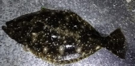 夜にまさかのヒラメ！