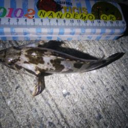 釣りデビュー 73日目