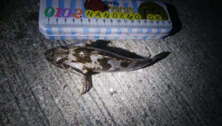 釣りデビュー　73日目