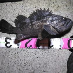 モンスターアイナメ！！