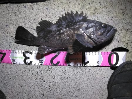 モンスターアイナメ！！