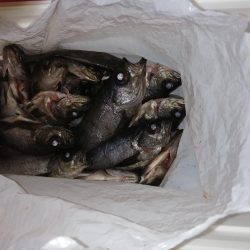 安定のブルーメバル