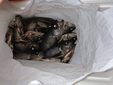 安定のブルーメバル