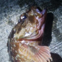 釣りデビュー　80日目