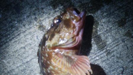 釣りデビュー　80日目