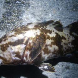 釣りデビュー　84日目