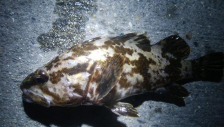 釣りデビュー　84日目